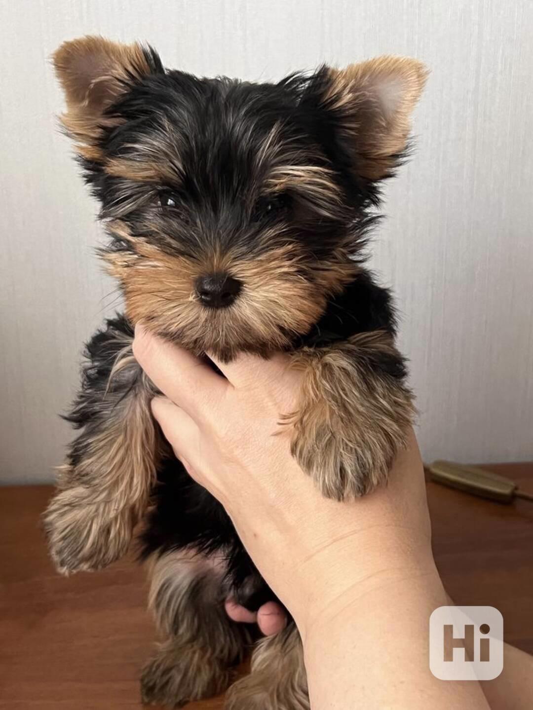 Jorkšírský terier štěňátka k dispozici - foto 1