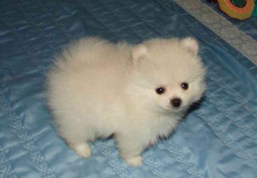 Štěňata pomeranianů (samec a samice) plemene Teacup. - foto 1