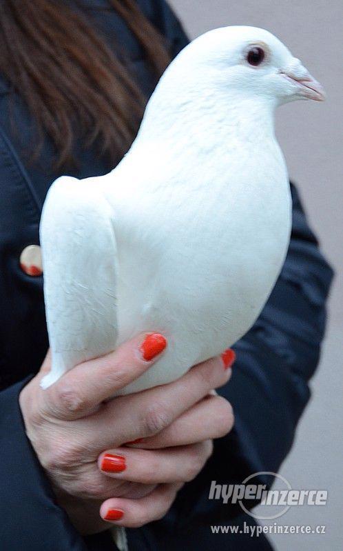 Svatební holoubci Brno a okolí - foto 2