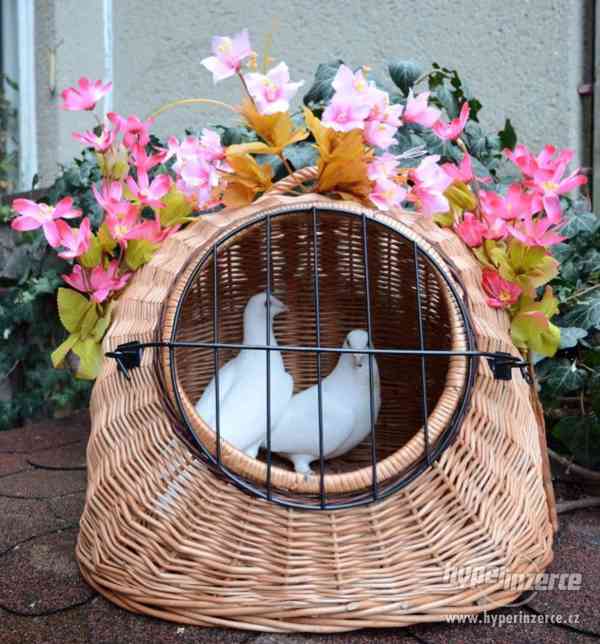 Svatební holoubci Brno a okolí - foto 3