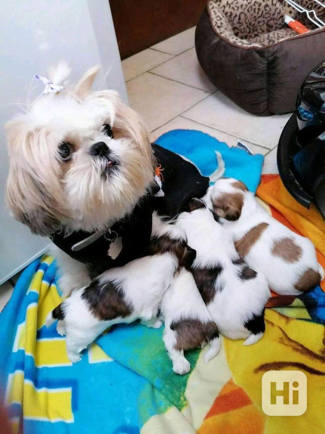 Adopce zdravých štěňat Shih Tzu - foto 1