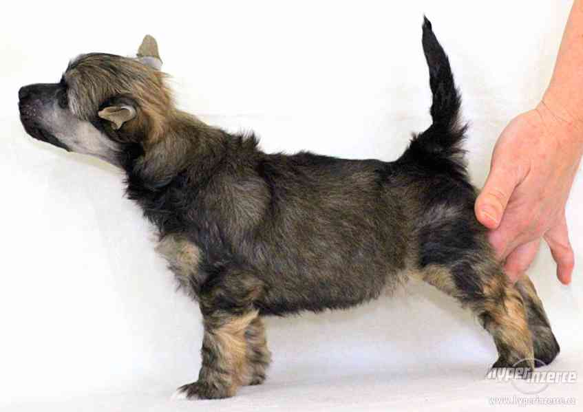 Čínský chocholatý pes s PP - foto 1