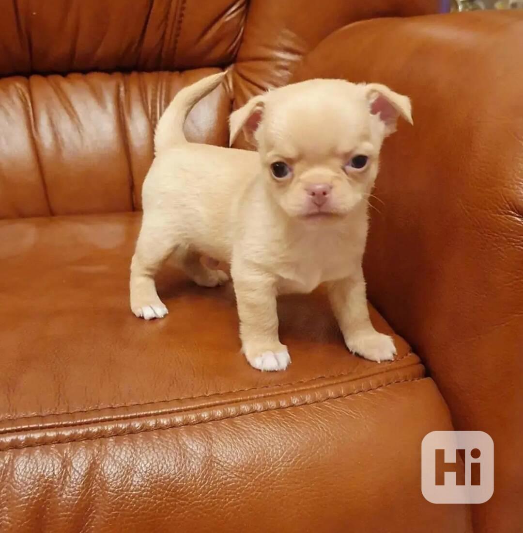 Štěňata čivav k dispozici - foto 1