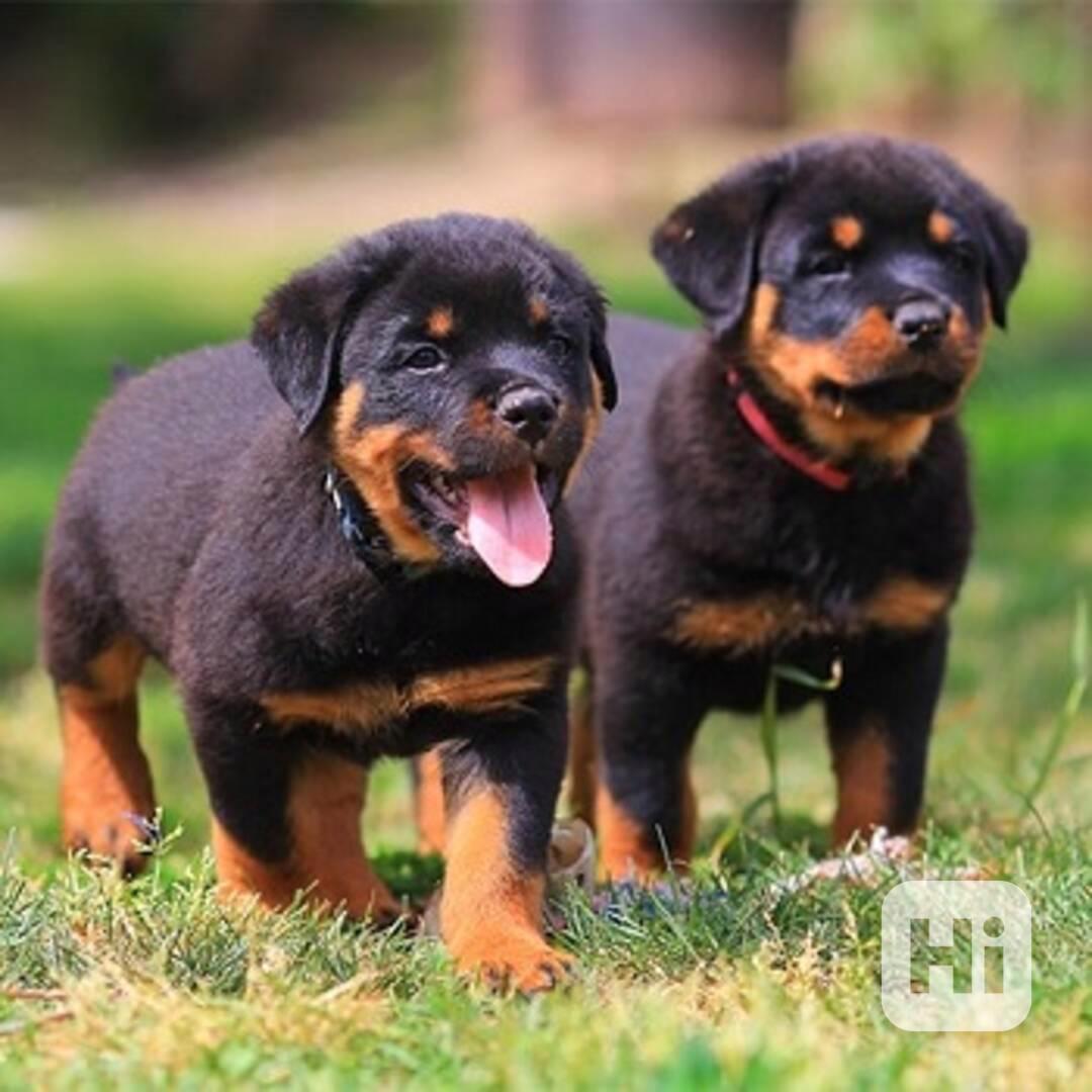 štěňata rotvajlera k adopci - foto 1
