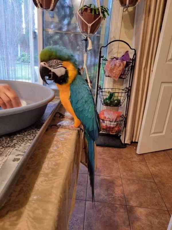 modrý a zlatý papoušek na prodej