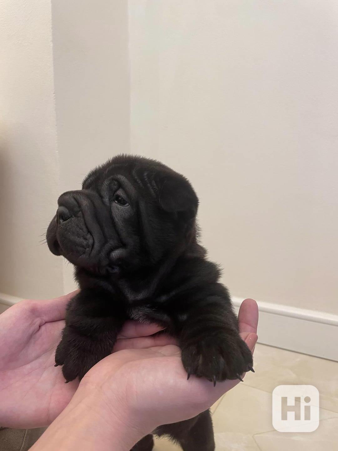 Stěně Shar-pei Šarpej - foto 1