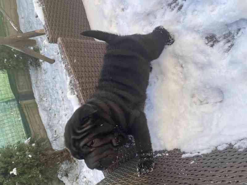 Stěně Shar-pei Šarpej - foto 4