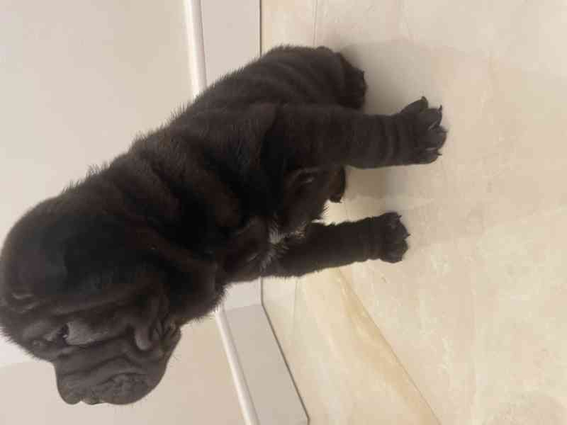 Stěně Shar-pei Šarpej - foto 2