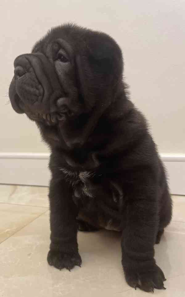 Stěně Shar-pei Šarpej - foto 6