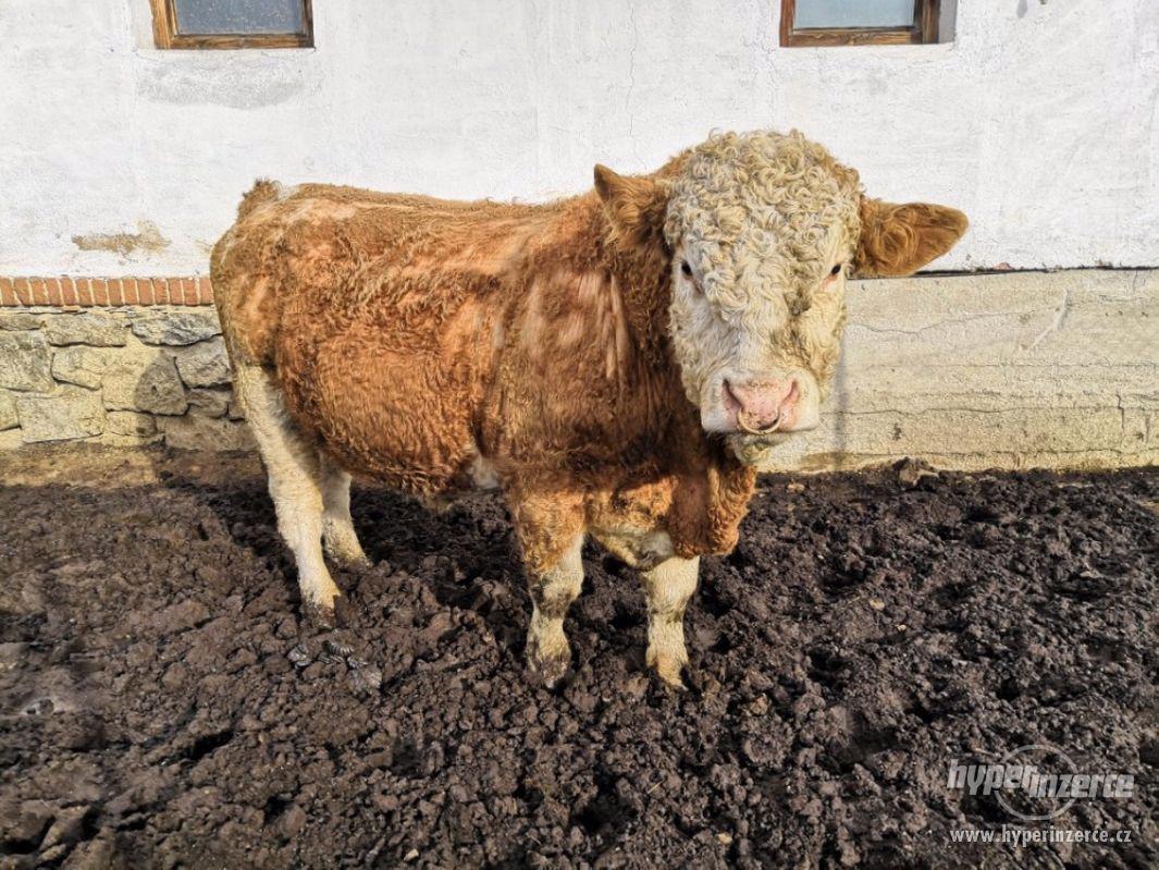Prodám plemenného býka masný Simental - foto 1