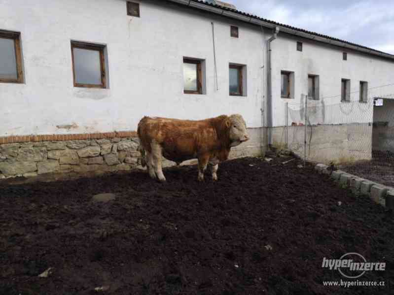 Prodám plemenného býka masný Simental - foto 2