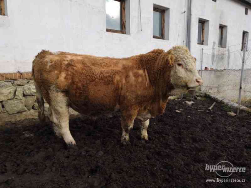 Prodám plemenného býka masný Simental - foto 6