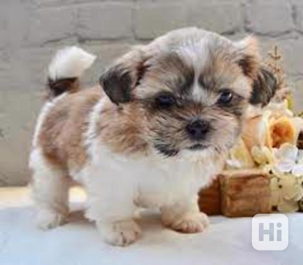 Prodám štěňata shih-tzu pejska a fenky - foto 1