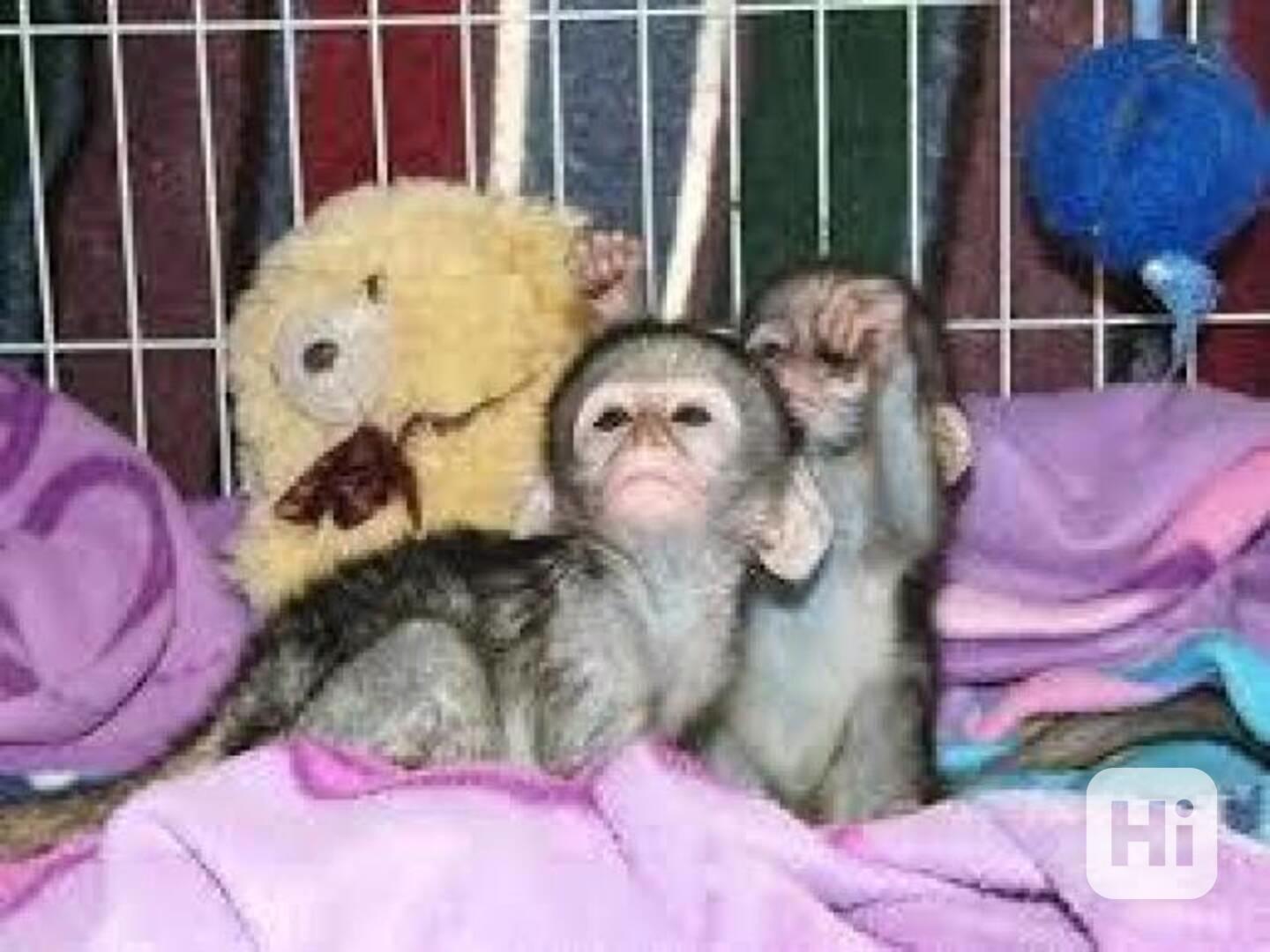 Úžasné kapucínské opice na prodej - foto 1