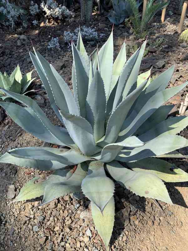 Agave flexispina - semena