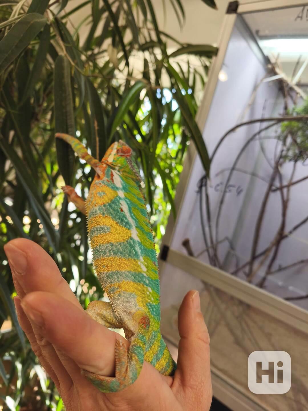 Furcifer pardalis ambilobe - foto 1