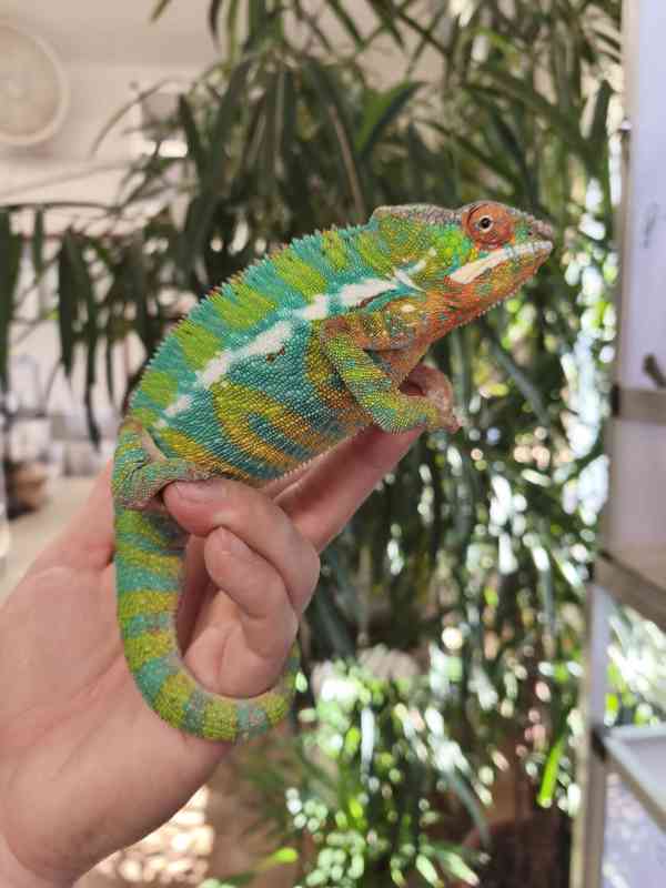 Furcifer pardalis ambilobe - foto 4
