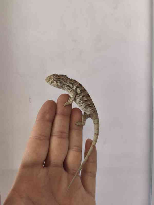 Furcifer pardalis ambilobe - foto 5