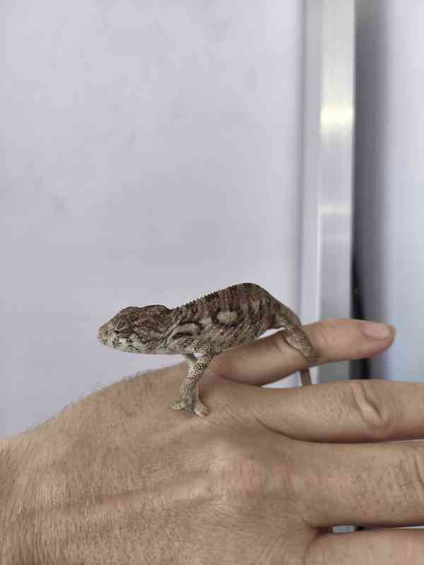 Furcifer pardalis ambilobe - foto 2