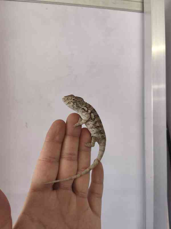 Furcifer pardalis ambilobe - foto 3