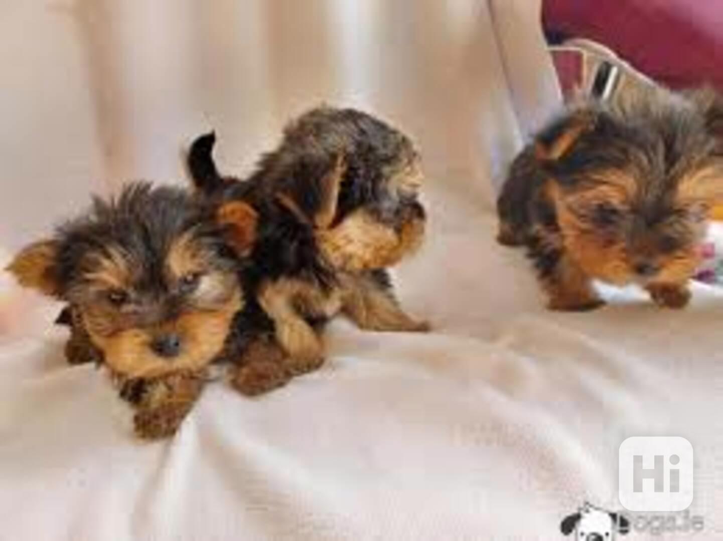 Zdravá štěňata jorkšírského teriéra k prodeji - foto 1