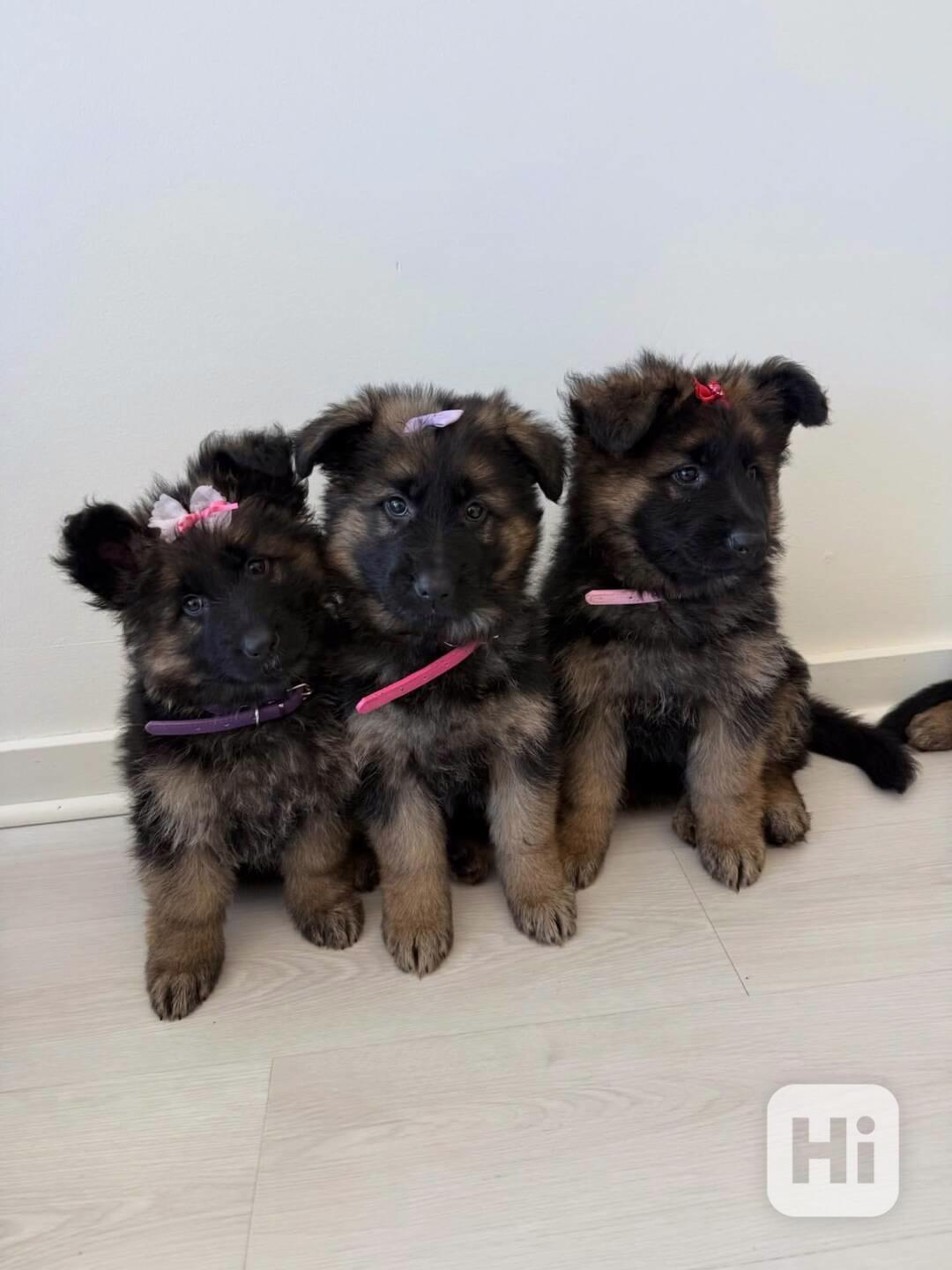 Krásná štěňata německého ovčáka připravená na svůj trvalý do - foto 1