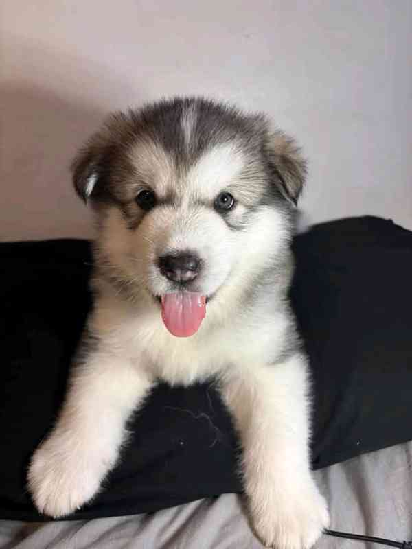 Rozkošná štěňata aljašského malamuta - foto 1