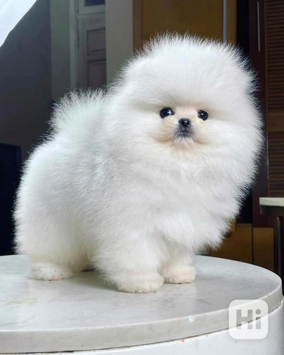 Rozkošný rodokmen pomeranian štěňata připraven - foto 1