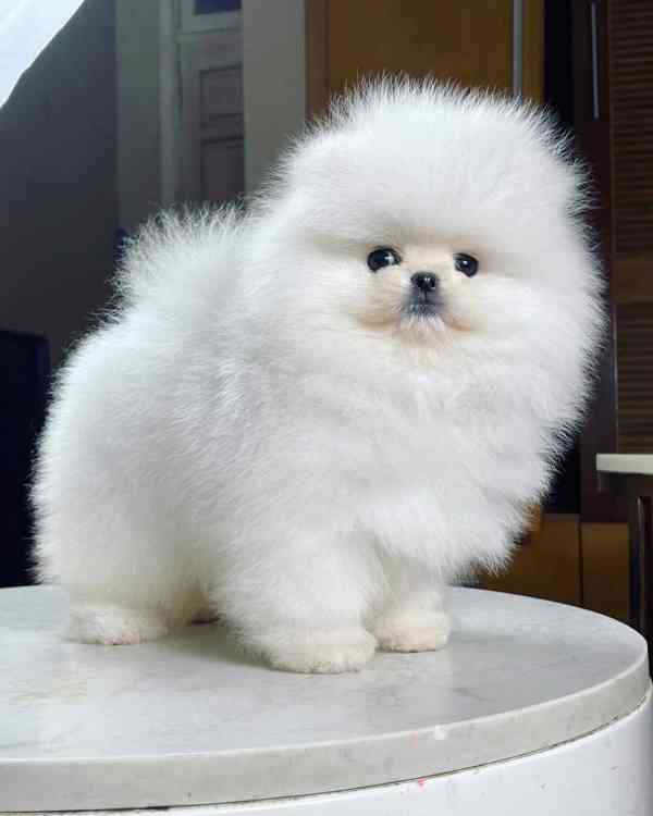 Rozkošný rodokmen pomeranian štěňata připraven - foto 1