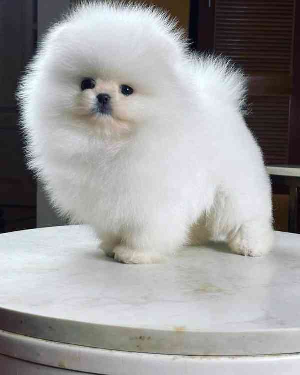 Rozkošný rodokmen pomeranian štěňata připraven - foto 2