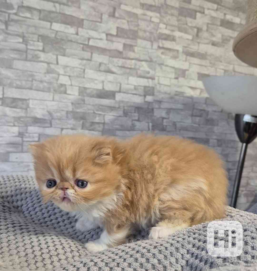 Perská a exotická koťátka s Pp  - foto 1