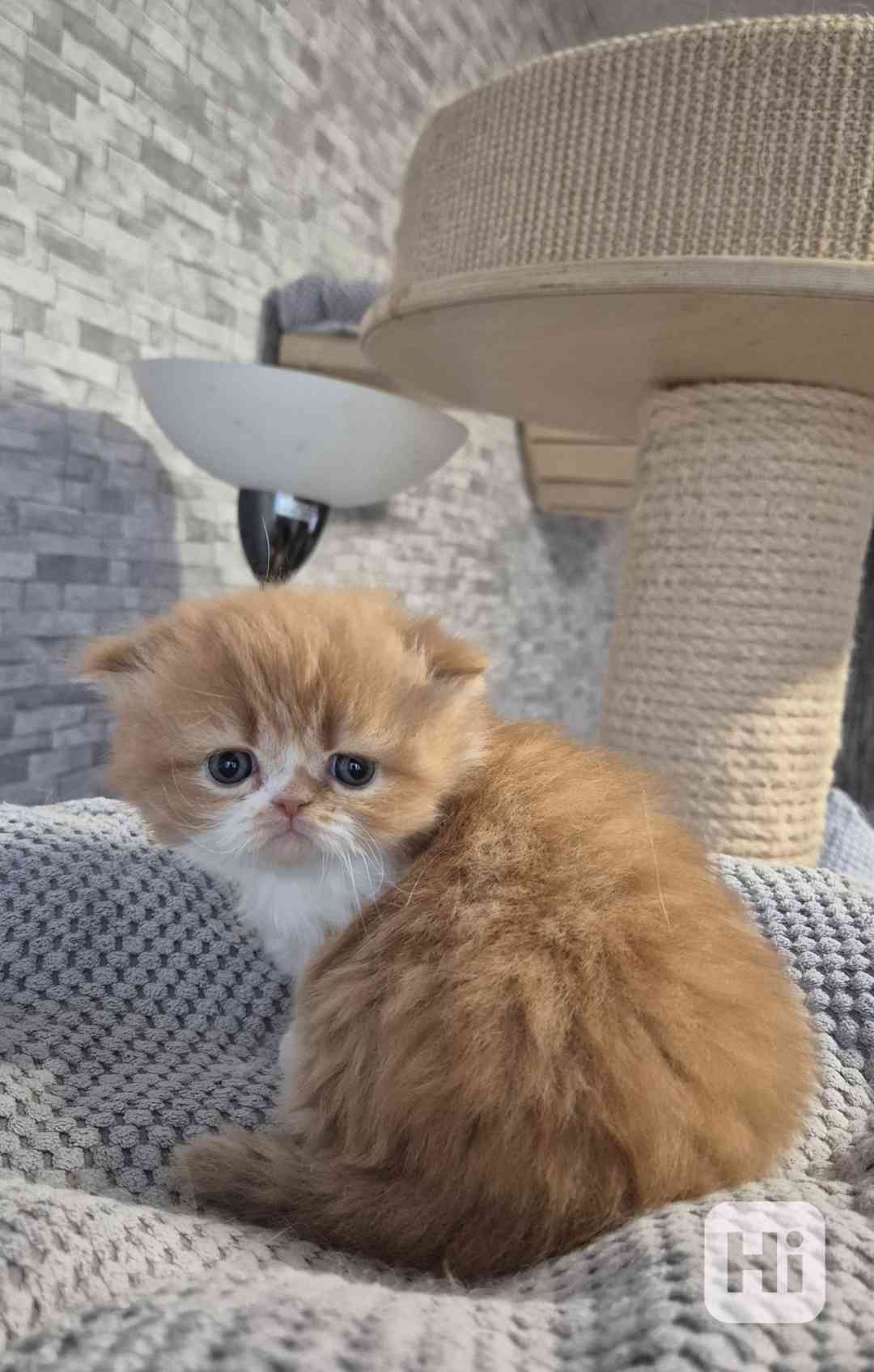 Perská a exotická koťátka s Pp  - foto 1