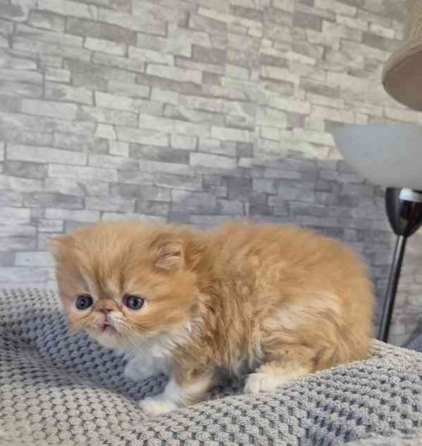 Perská a exotická koťátka s Pp  - foto 5