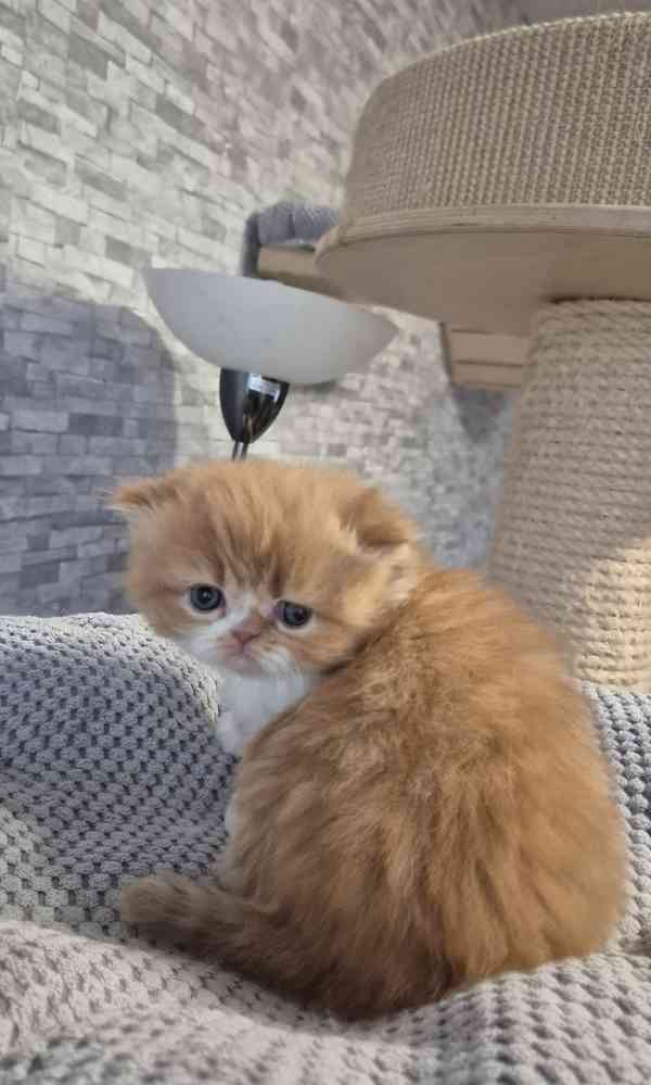 Perská a exotická koťátka s Pp  - foto 2