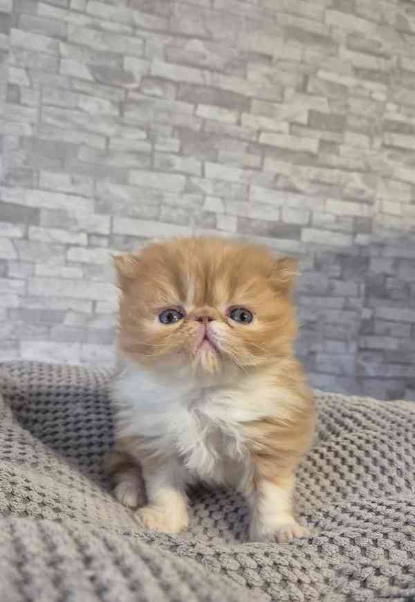 Perská a exotická koťátka s Pp  - foto 8