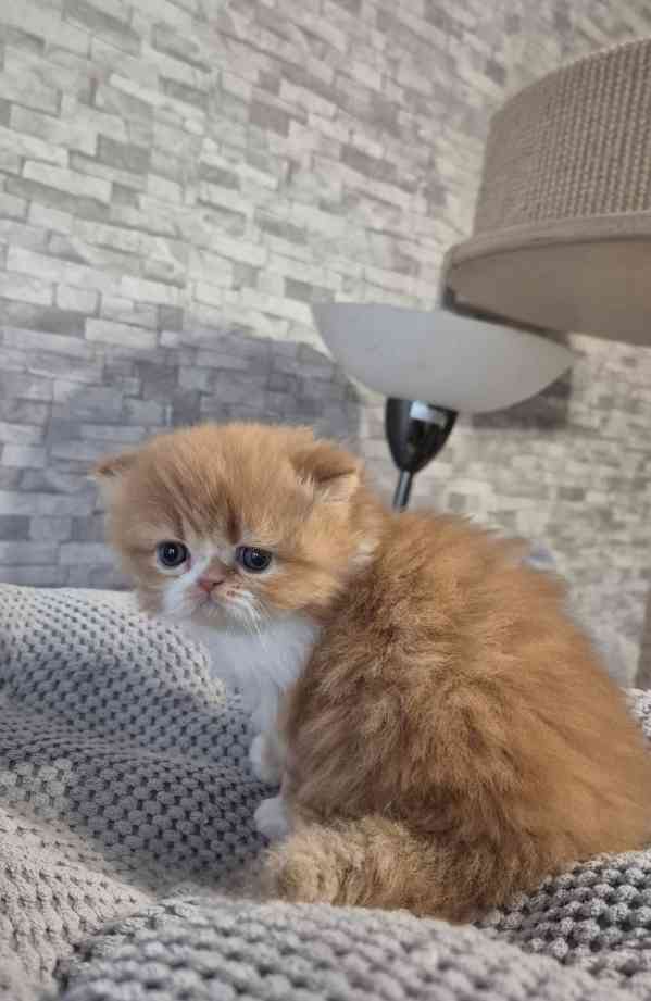 Perská a exotická koťátka s Pp  - foto 3