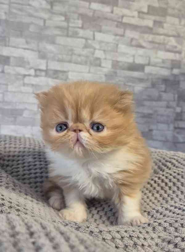 Perská a exotická koťátka s Pp  - foto 7