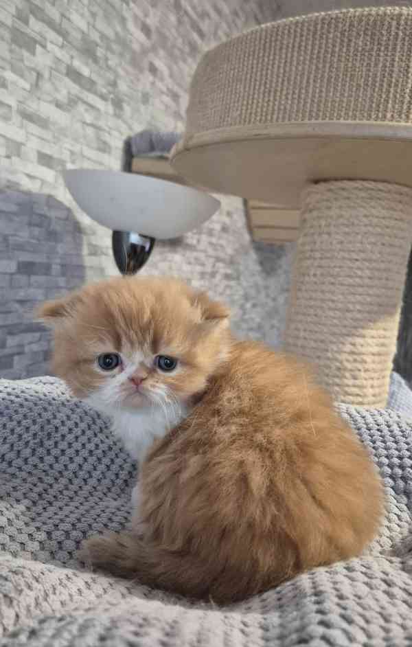 Perská a exotická koťátka s Pp  - foto 1