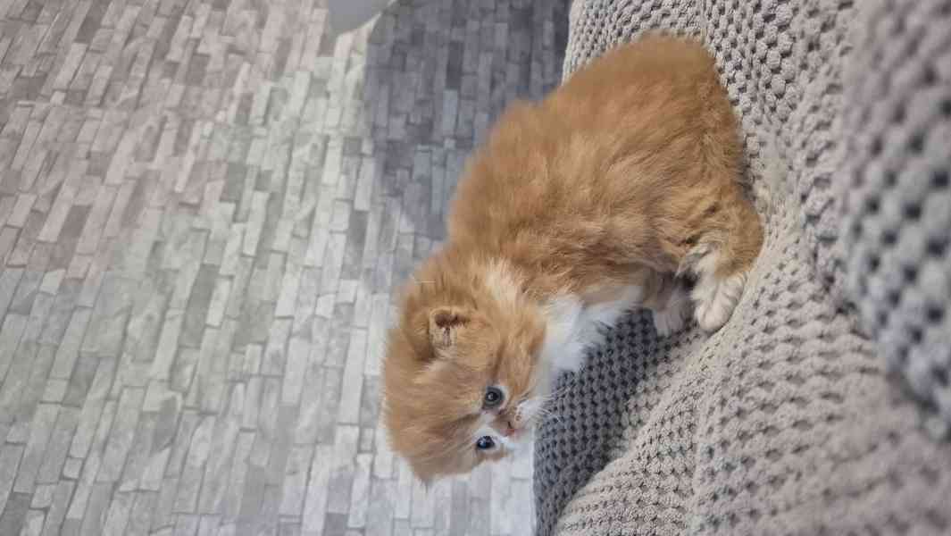 Perská a exotická koťátka s Pp  - foto 4