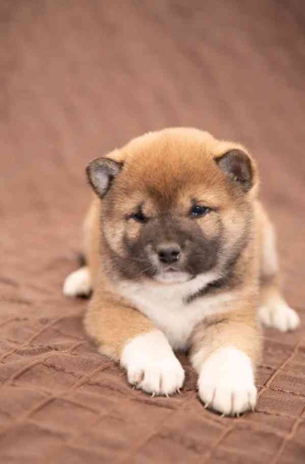 Shiba Inu - foto 4
