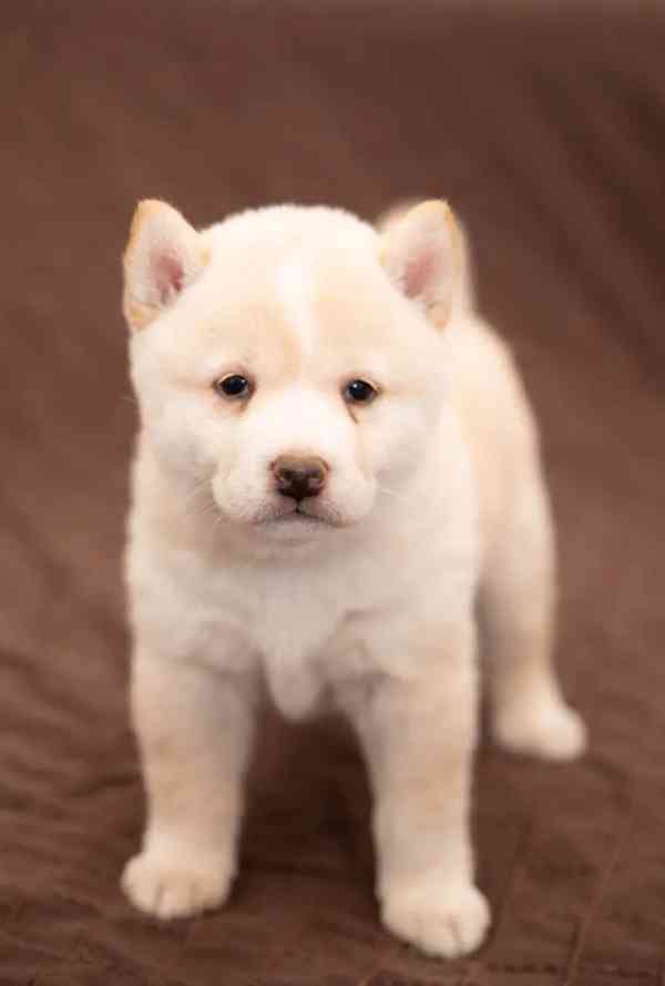 Shiba Inu - foto 2