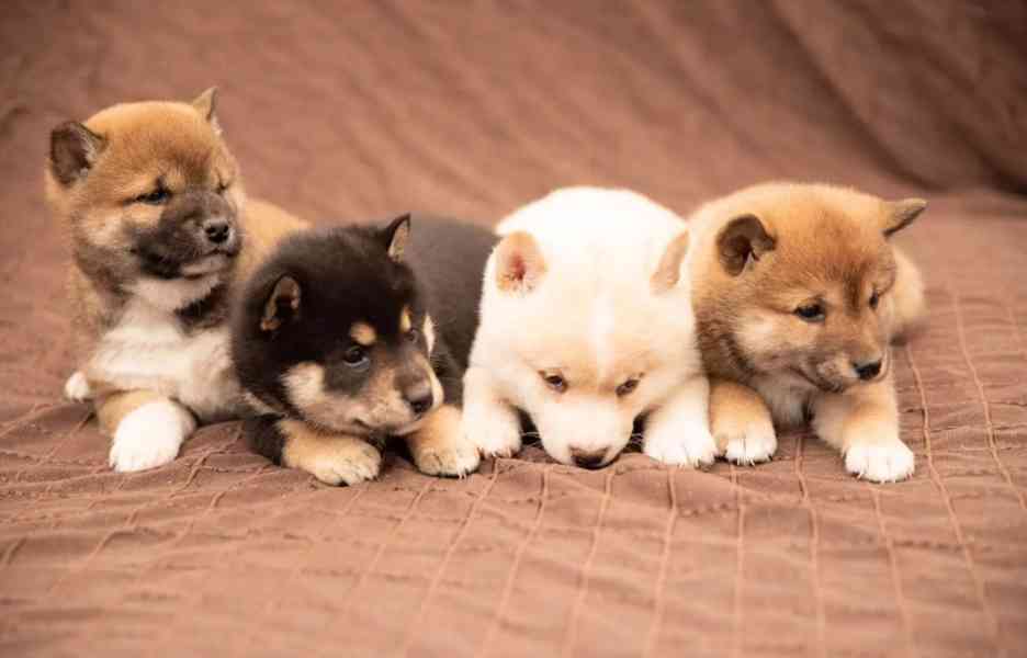 Shiba Inu - foto 1