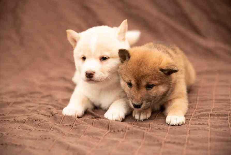 Shiba Inu - foto 5