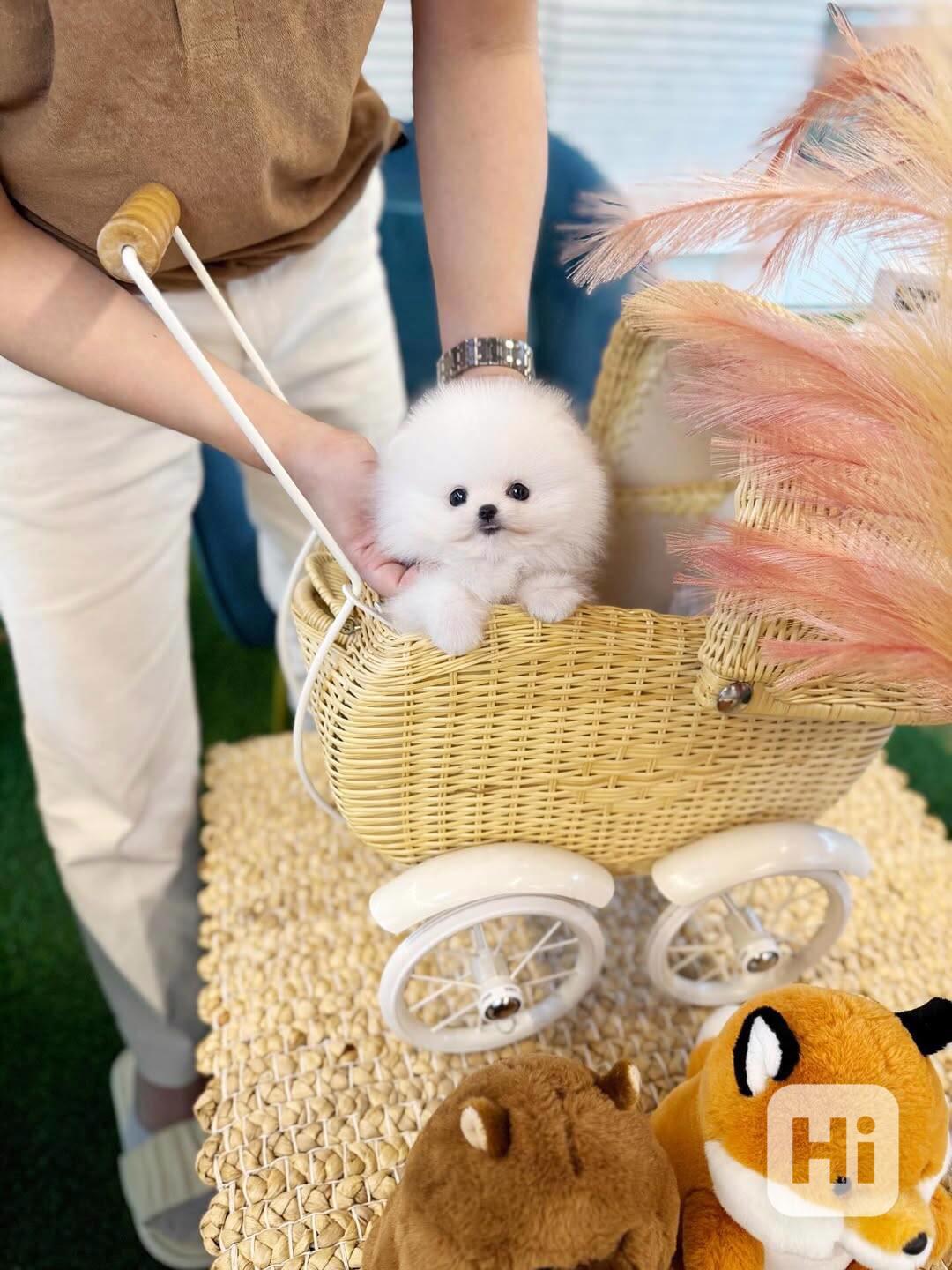 Nádherná štěňata mini pomeranianů – vychovaná s láskou - foto 1