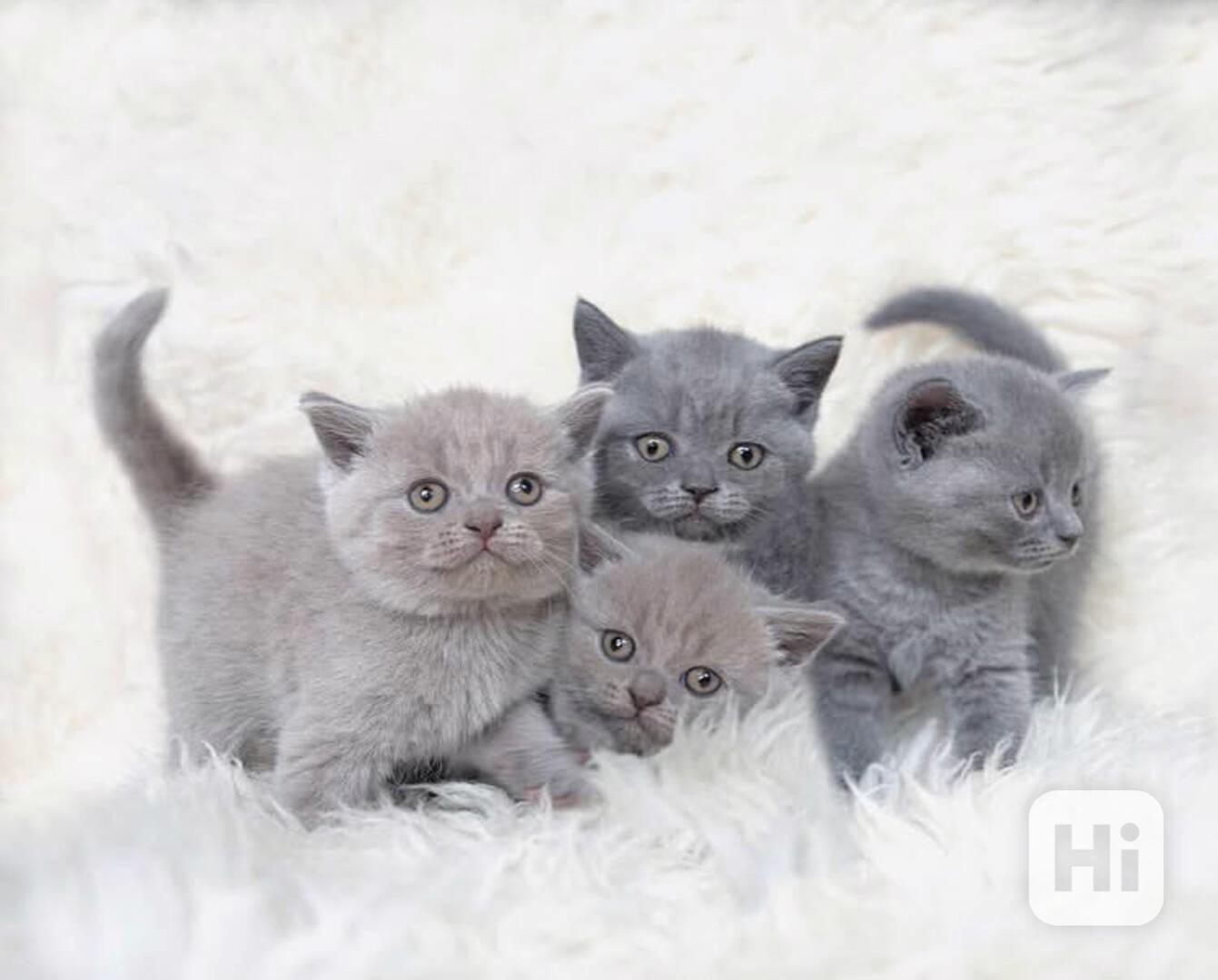 Britská koťata Bez PP. - foto 1