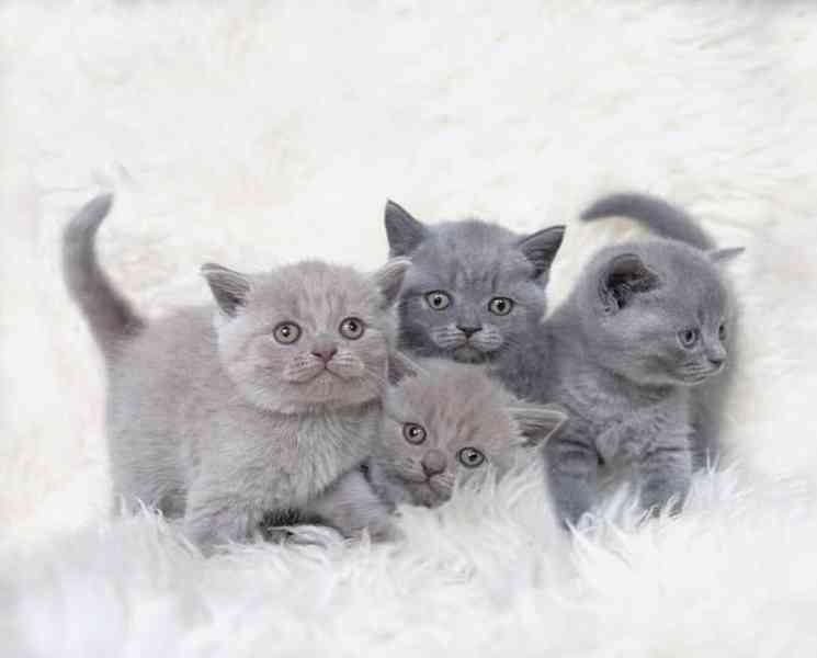 Britská koťata Bez PP. - foto 1