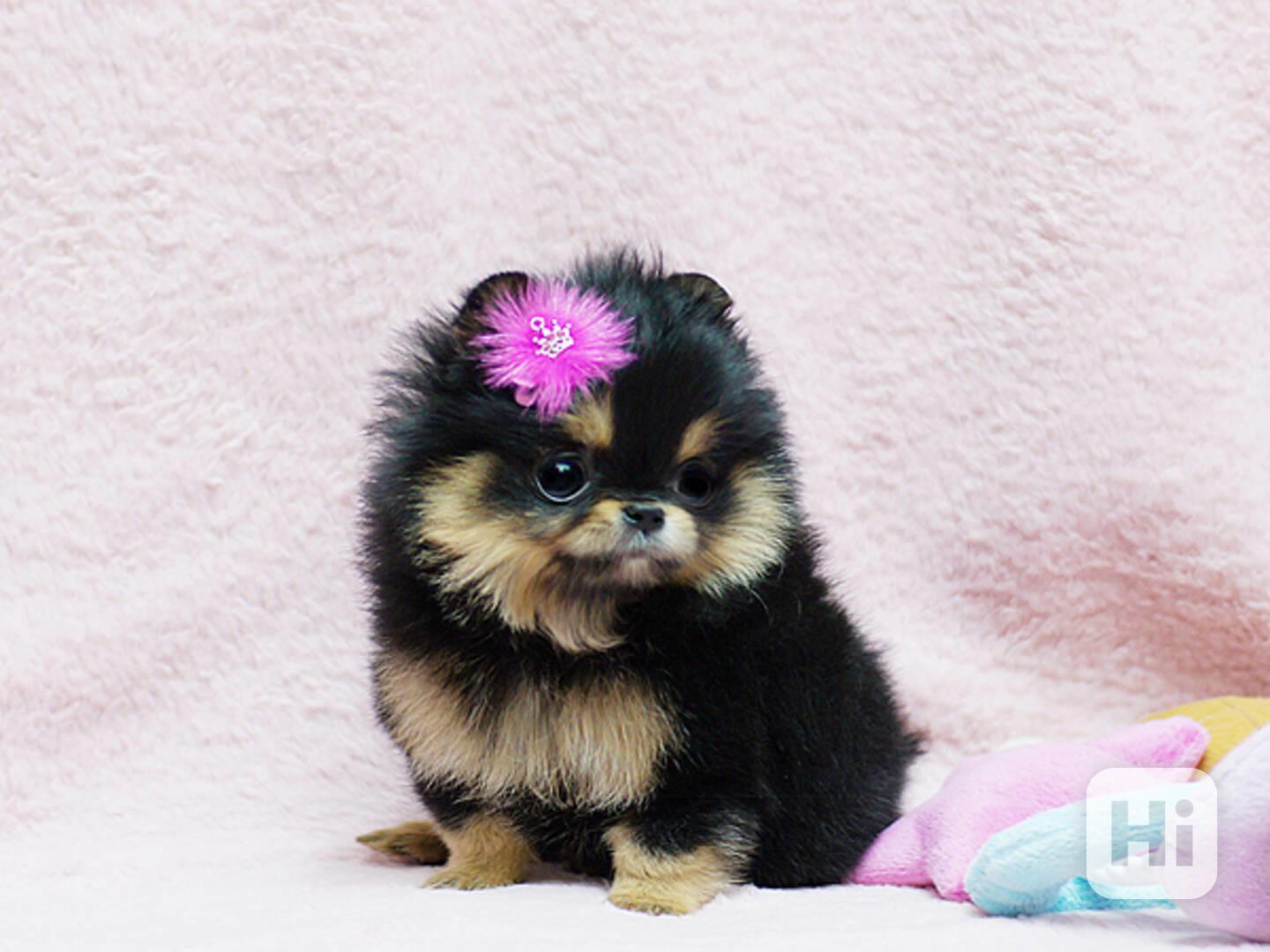 Krásná štěňata pomeranského - foto 1