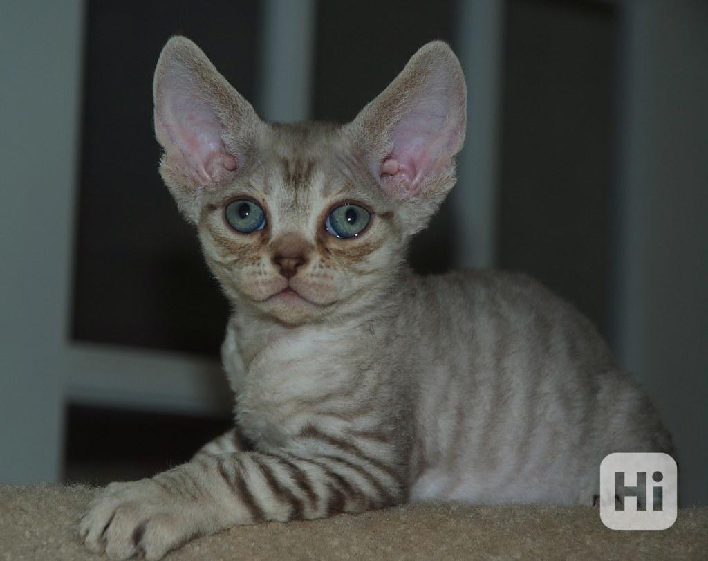 Úžasná špičková koťátka Devon Rexx jsou nyní k dispozici, - foto 1