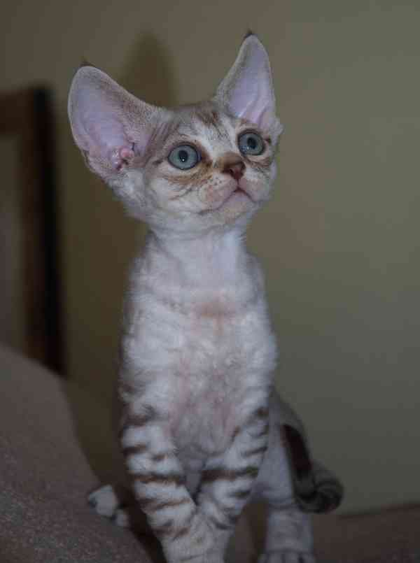 Úžasná špičková koťátka Devon Rexx jsou nyní k dispozici, - foto 3