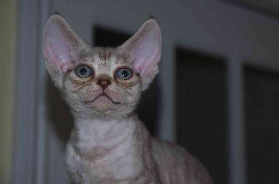 Úžasná špičková koťátka Devon Rexx jsou nyní k dispozici, - foto 5